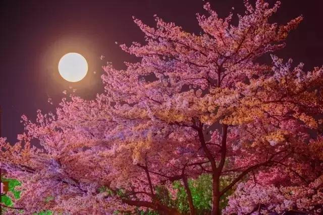 传媒果冻在线观看 传媒与正版平台相比