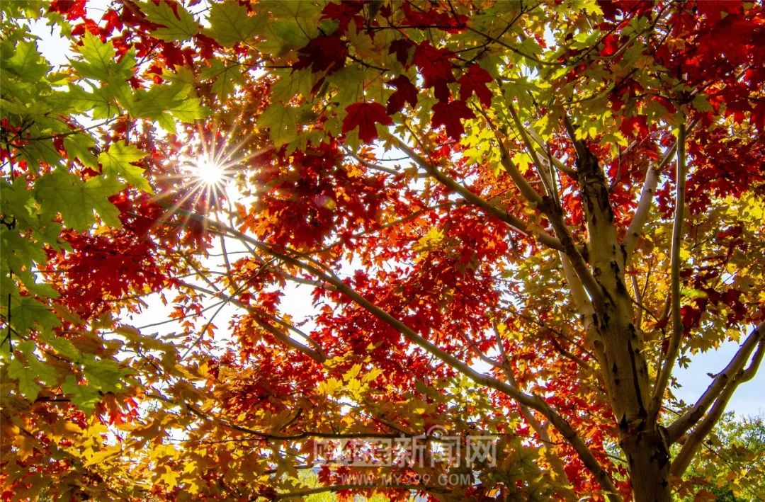 男同钙片 健康且合法的男同钙片信息