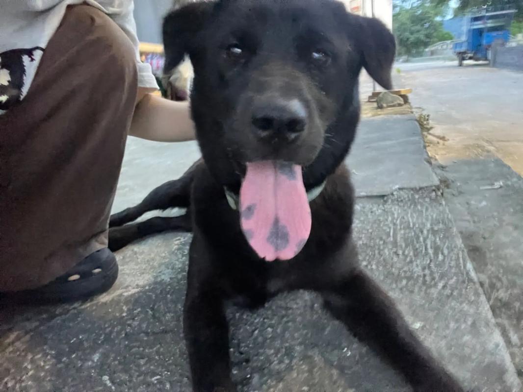 蜜桃视频官防走失