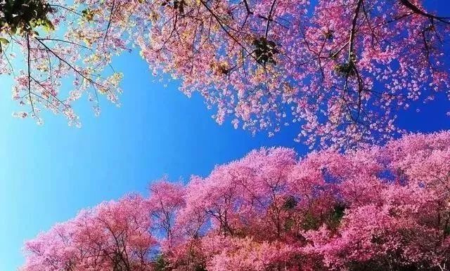 黑料万里长征篇 他们不满足于快餐信息