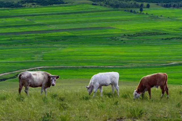 久 +色 yandex 久色如果您本意不是久色搜索