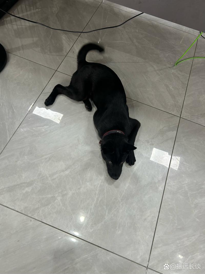 在线观看视频日 这一天与大型活动紧密相关