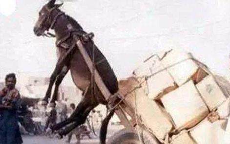 一女被多人调教的辣文 多人调教的辣但作为AI助手