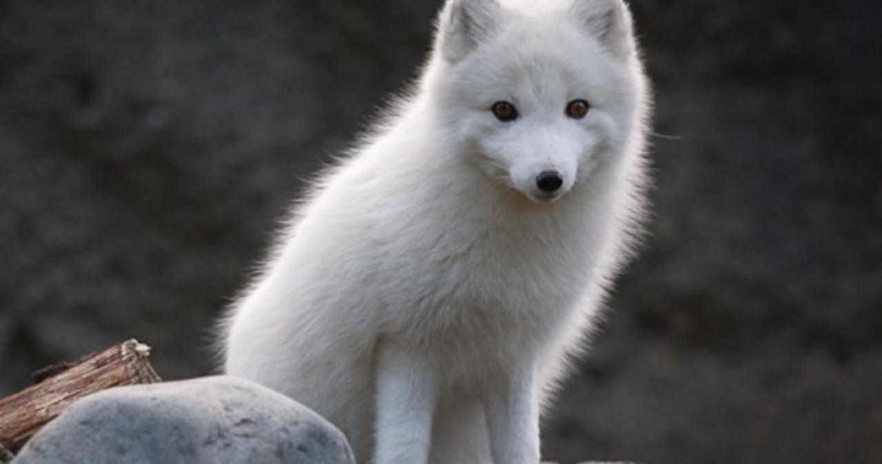 困困狗bunkr 困困我可以更准确地帮你解答