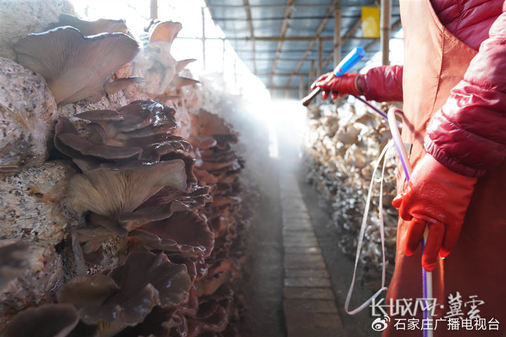 91的麻豆精品国产自产在线 观众的麻豆精口味日益挑剔