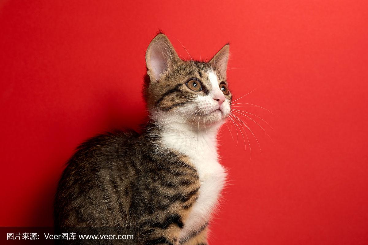 月亮鱼橙子moonfish7777 月亮鱼橙其工具集成度更高