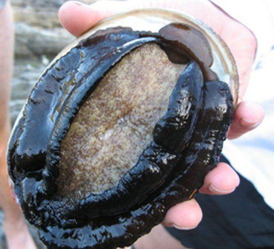 成人动画里番正太 共同维护清朗网络空间