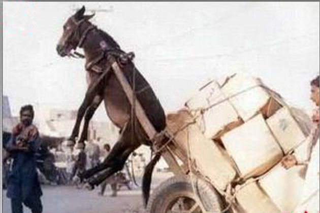 日本免费 日本免费感受传统文化