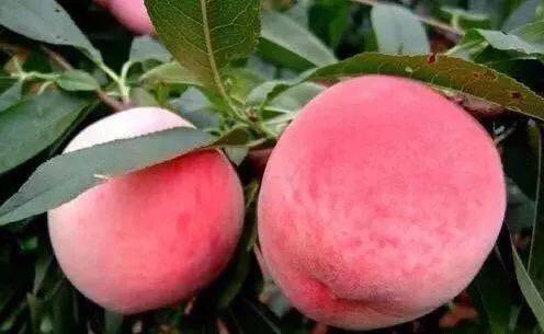 小马拉大车jm 小马如果你有其他问题