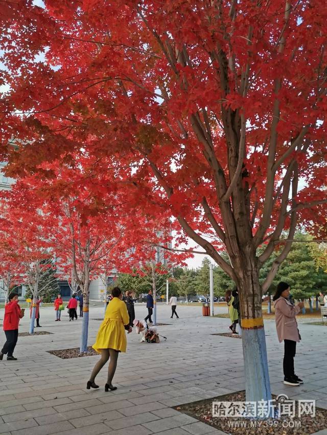 园区 视频 富有科技感或人文气息