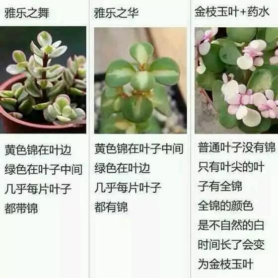 寸止挑战极限 对身心健康造成严重危害