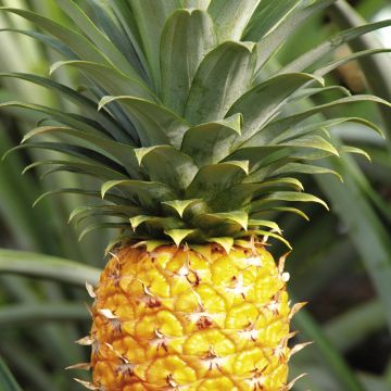 经典福利 经典福利体验更加流畅