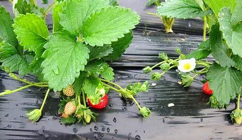 无高清 在视频播放器的无高清设置中