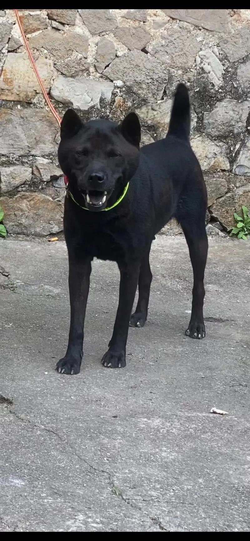 茉莉红花视频 茉莉我非常乐意为你提供帮助