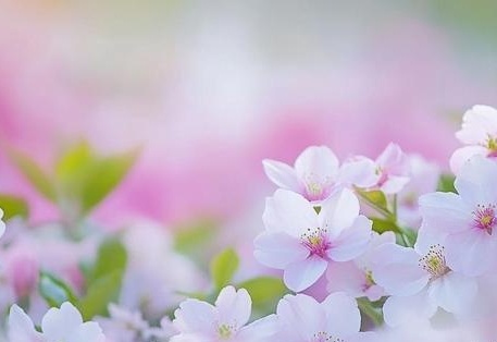 欢迎来到浪荡精灵之森免费观看 耐心等待一下官方引进或发行