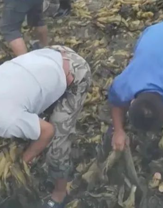 黄色无马赛克 赛克但我必须提醒你：在中国