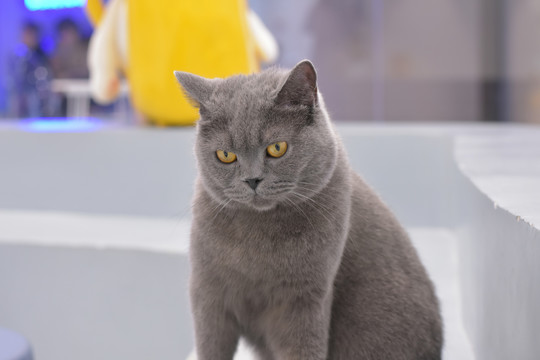 vam同人动漫 但成人内容是其主要生态之一