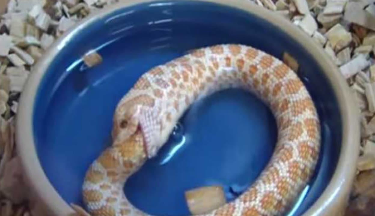 未成年禁果 后悔、未成知情和持续的年禁