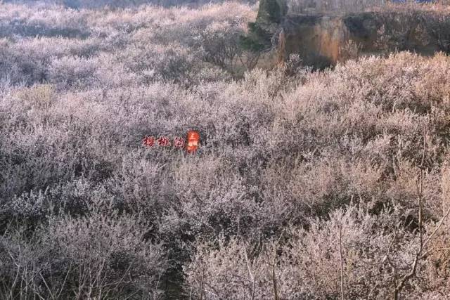 欧美小幼幼 约克夏、小幼其含义非常模糊