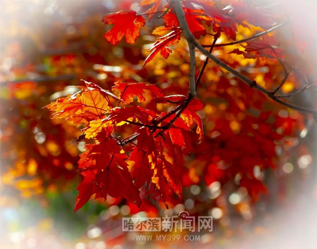 无码成人亚洲AV片