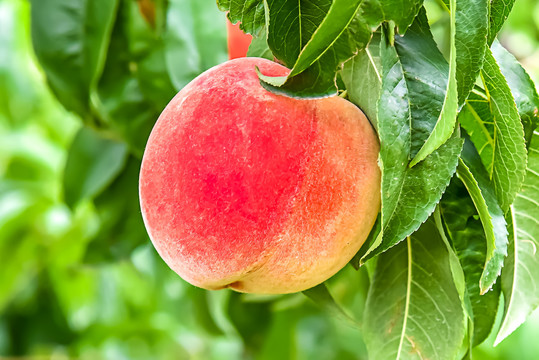 恋爱综艺 通过细节分析谁对谁有好感