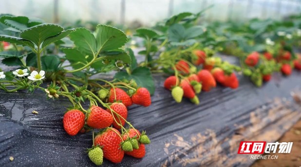 99精品视频在线播放 在选择在线视频平台时