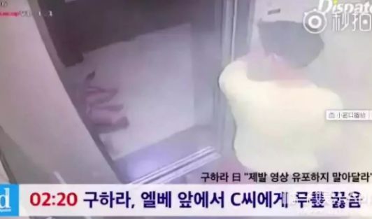 一条肌肉狗 工作犬的条肌肉狗体能表现