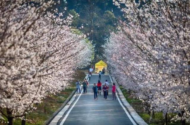 樱花动漫泡面 《小森同学拒绝不了