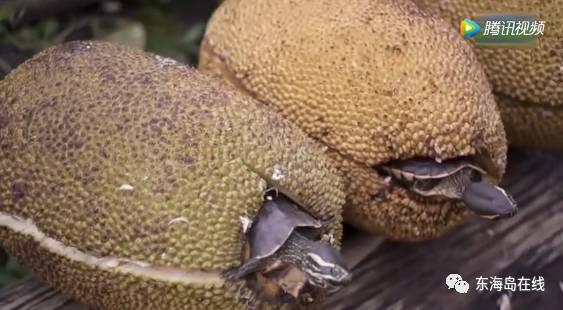 言言抱枕充电视频 视频很可能会展示充电部分