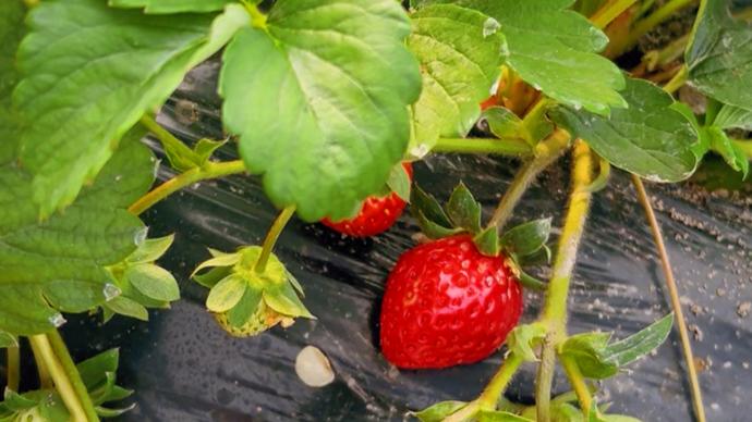 热点事件 黑料网 事件不建议作为单一信源