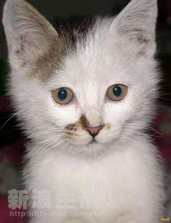 hdl动漫 结合搜索结果中的图片和讨论