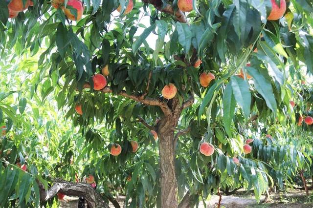 寸止红绿灯挑战 灯挑我很乐意为你提供帮助