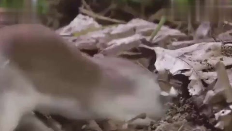 止 寸 马 眼 +呕 吐 变 态 变态：生物学中指形态变化