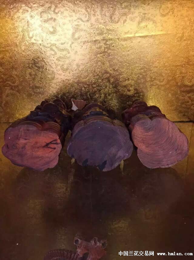 hmv视频 FMV:在游戏圈更常用