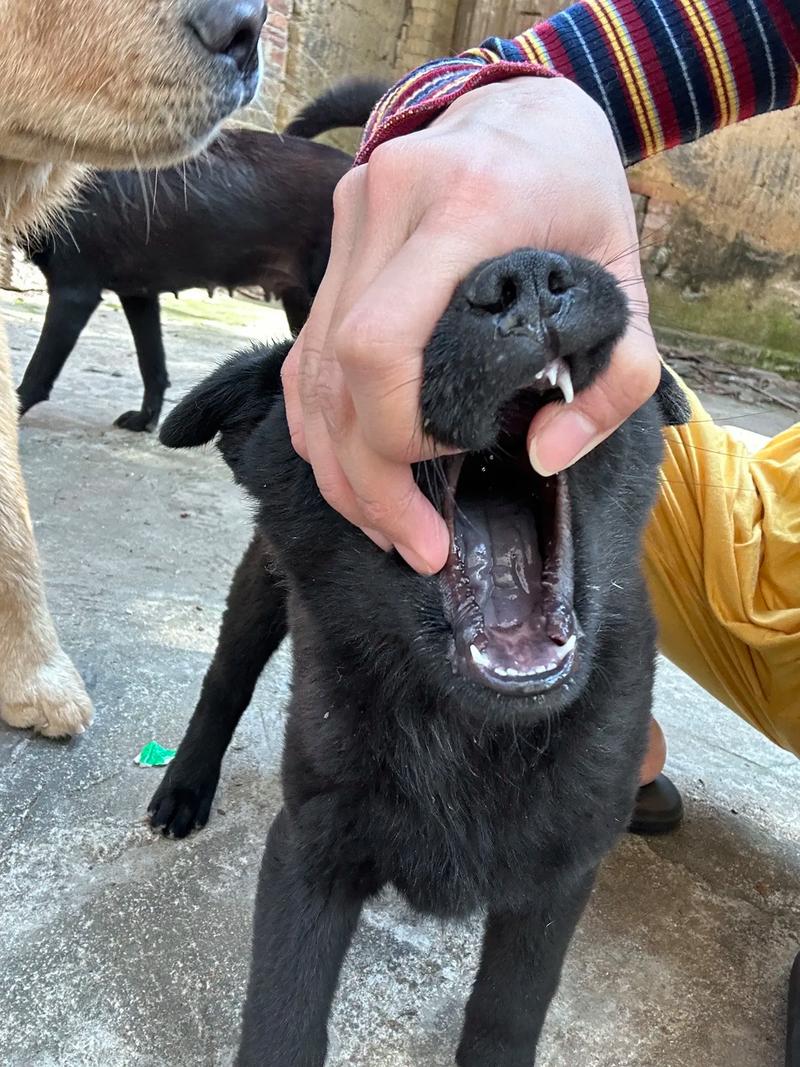 春节成年人的影院