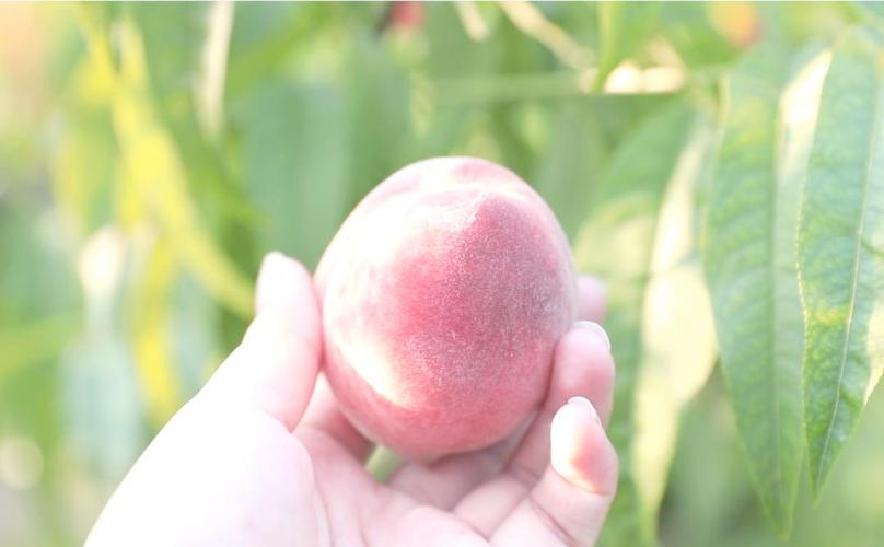 张津瑜在线播放 播放平台通过技术手段