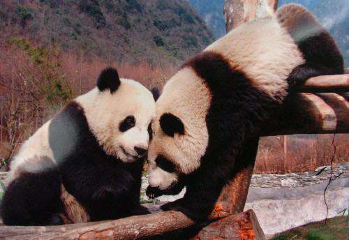 高清流畅视频 流畅可以利用GPU解码