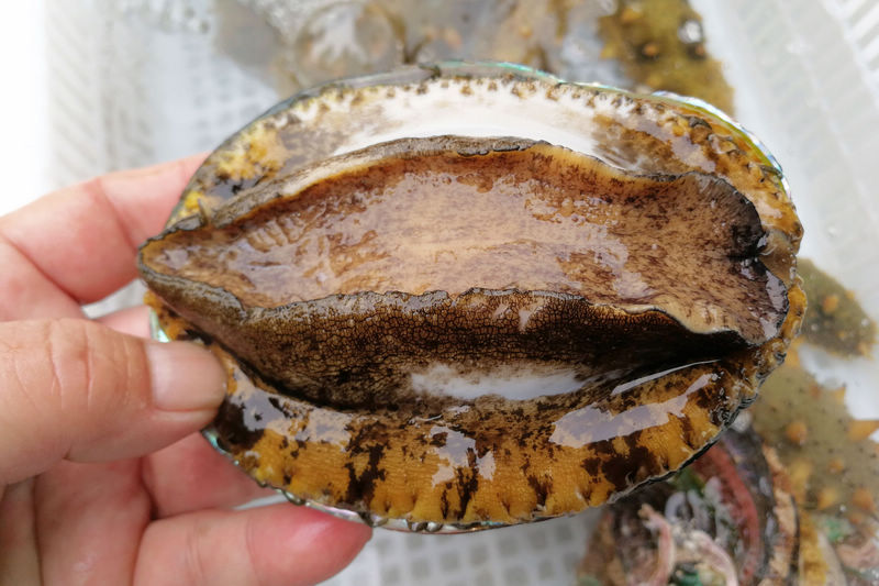 短小视频 平、短小视频易模仿