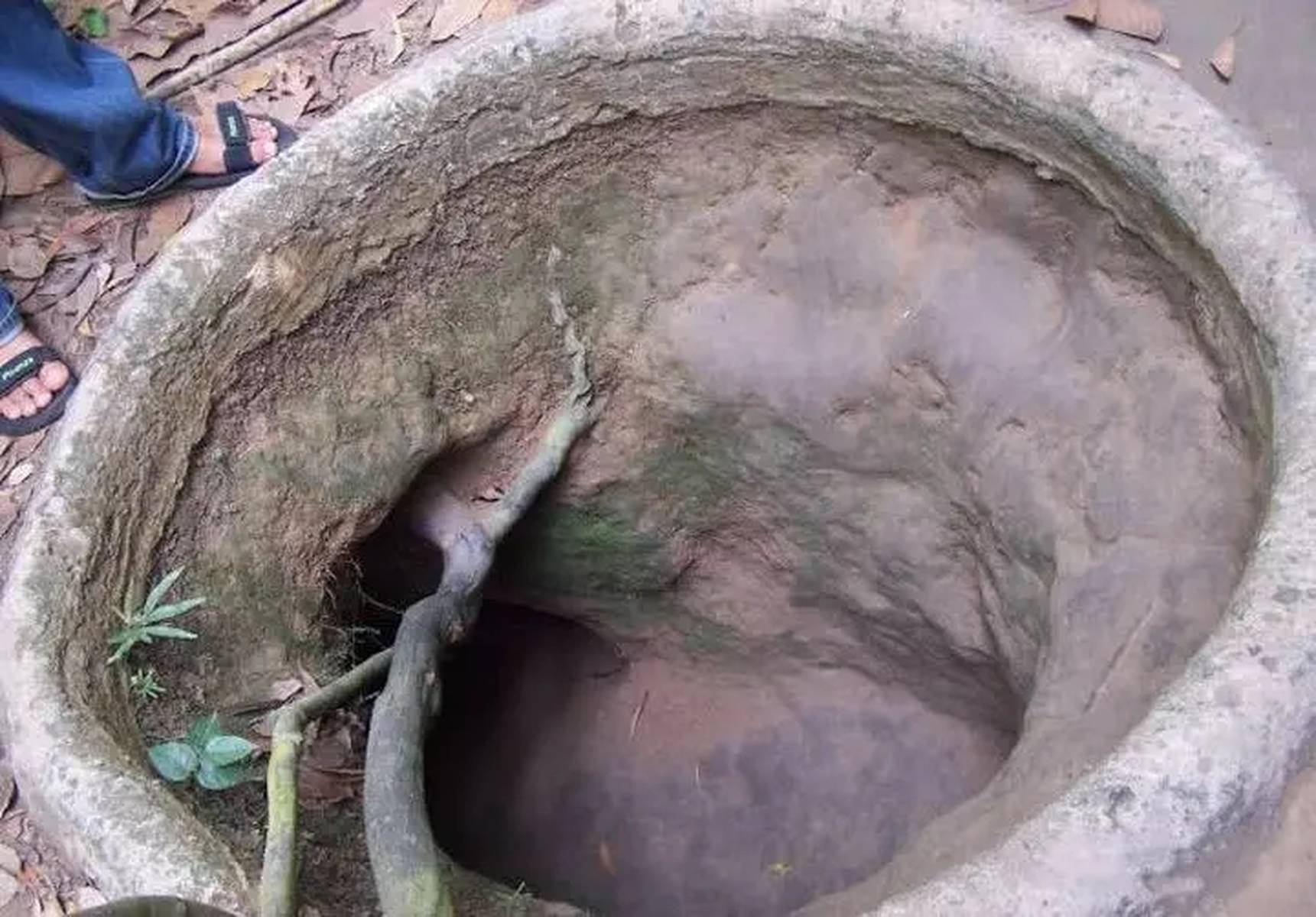 啄木鸟父女 会跟随父母学习觅食技巧