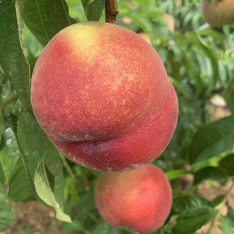 今日吃瓜看料 看料值得注意的今日是