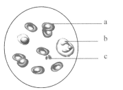 玻璃视频 健康的玻璃视频内容