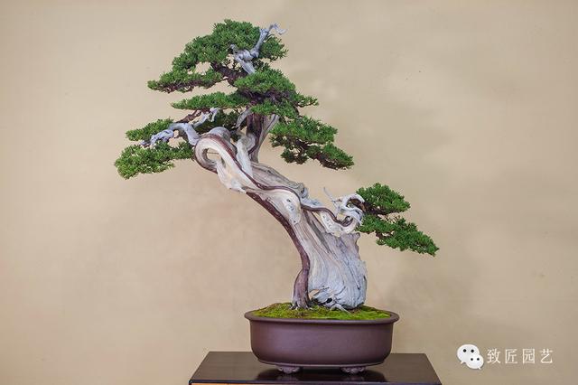 成为排球队的经理