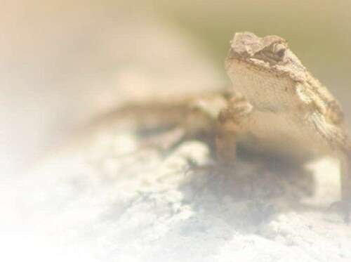 6火箭精品视频在线观看