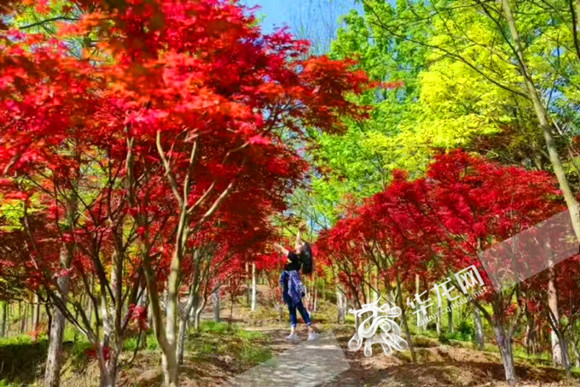 日本精品视频在线免费观看 