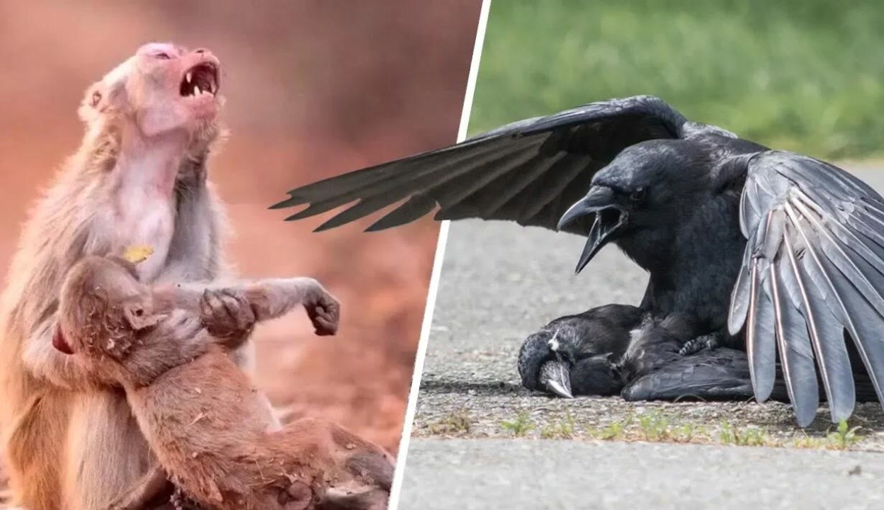 动漫剧情h 动漫追求真相的剧情揭秘过程