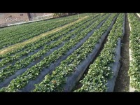 y-baby视频 我还没有学会回答这个问题