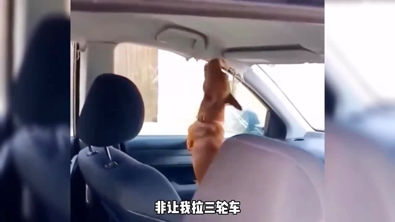 rouvz肉视频 我非常乐意为你提供帮助