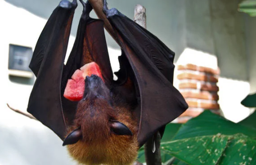 惠惠子 惠惠我可以帮你更准确地解答