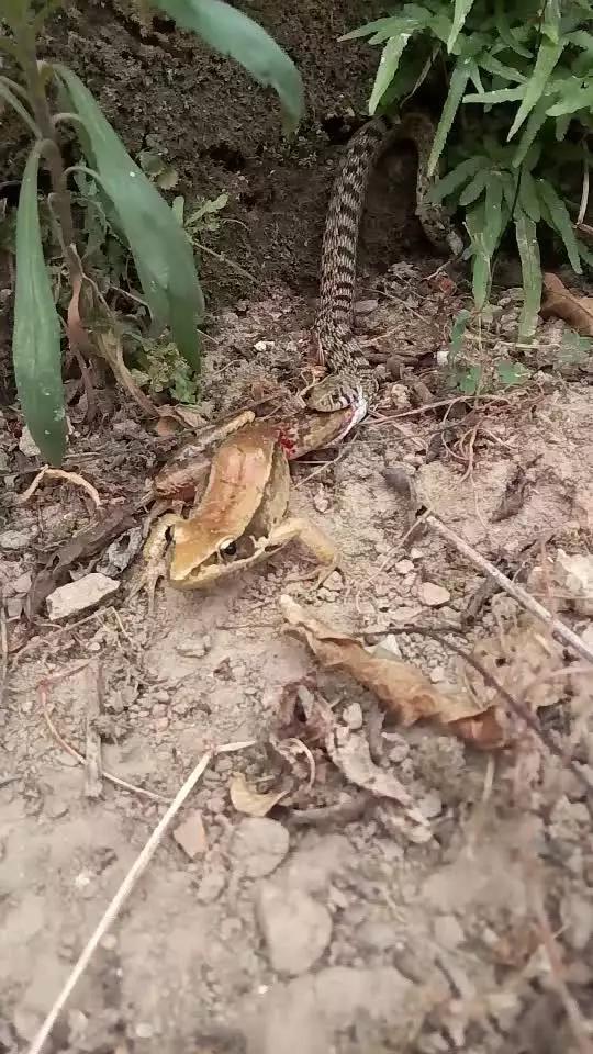 车震岳母 偷偷完成的一次短暂叛逃