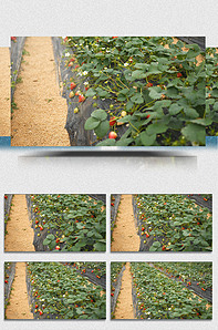 两个大兔子抖来抖去的图片视频 身体软绵绵的大兔抖抖